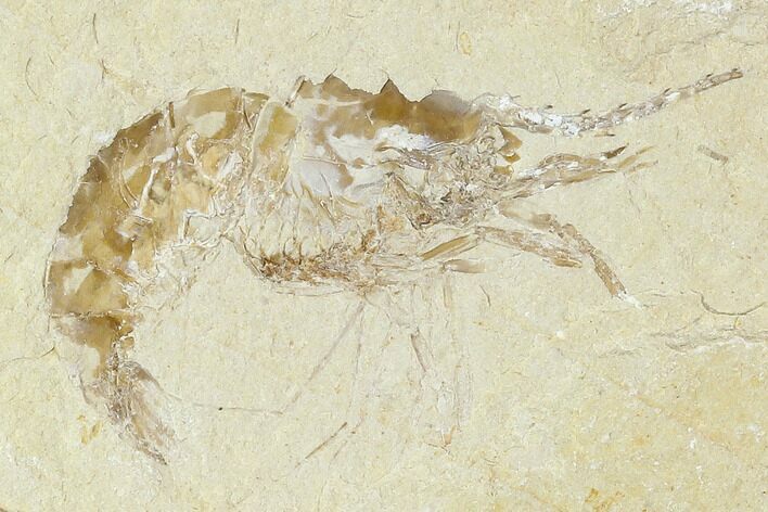 Cretaceous Fossil Shrimp - Lebanon #107684